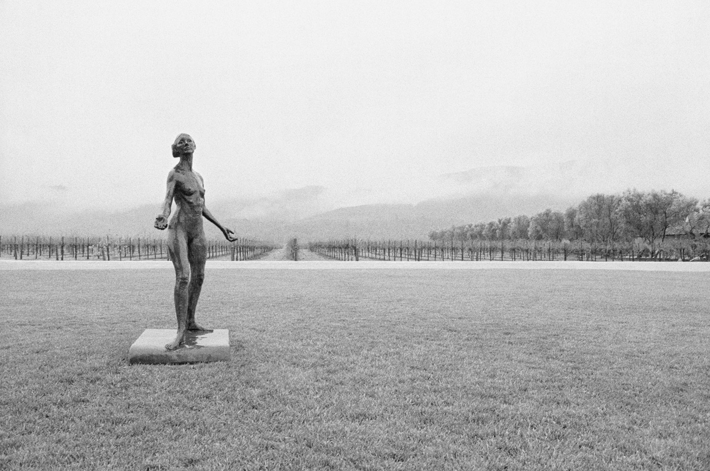 Woman In The Vineyards Robert Mondavi Winery, Napa Valley, California