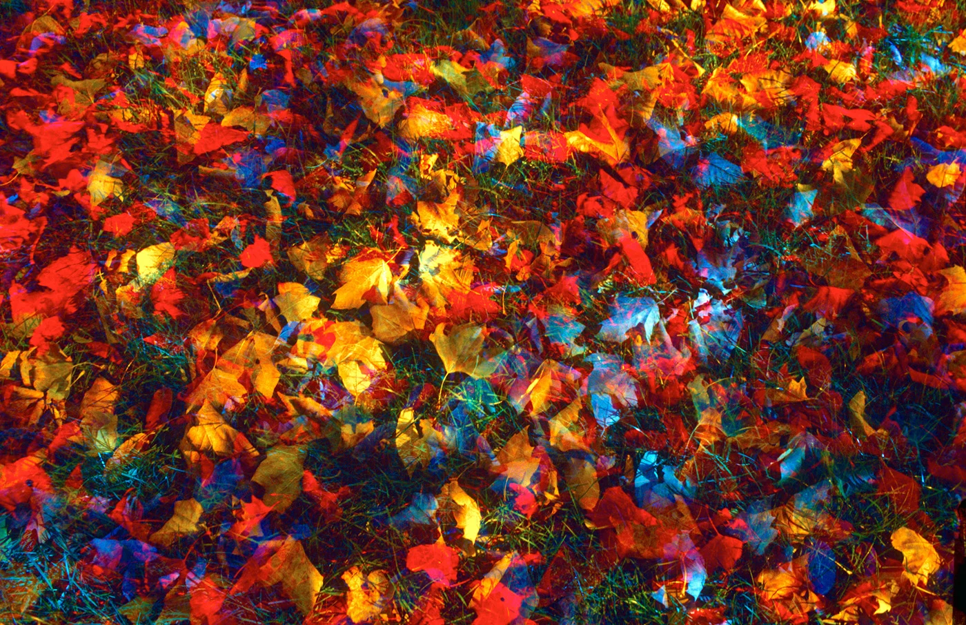Leaves, Somerset, New Jersey