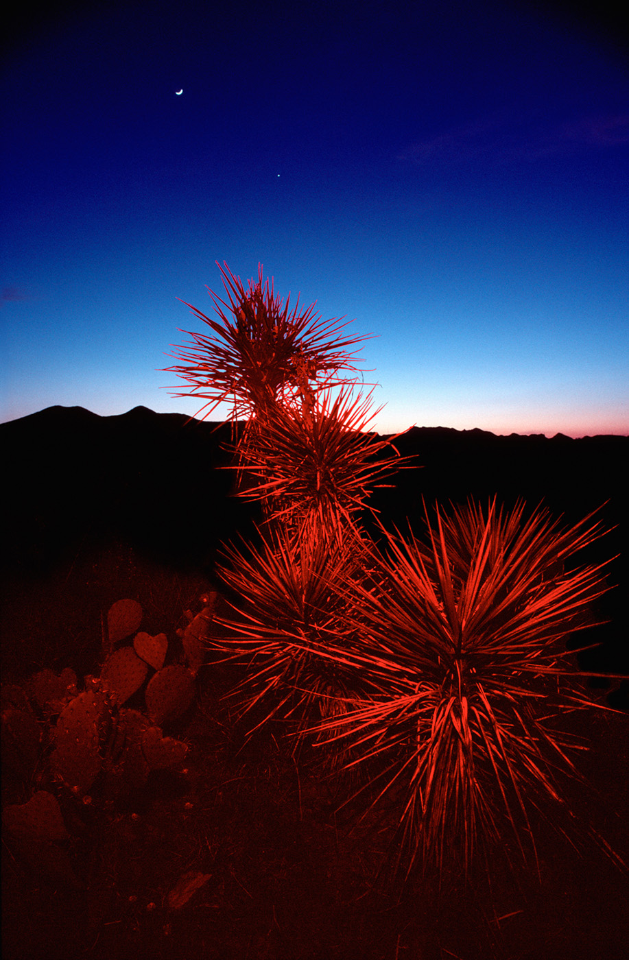 Red Cactus, Big Bend, Texas