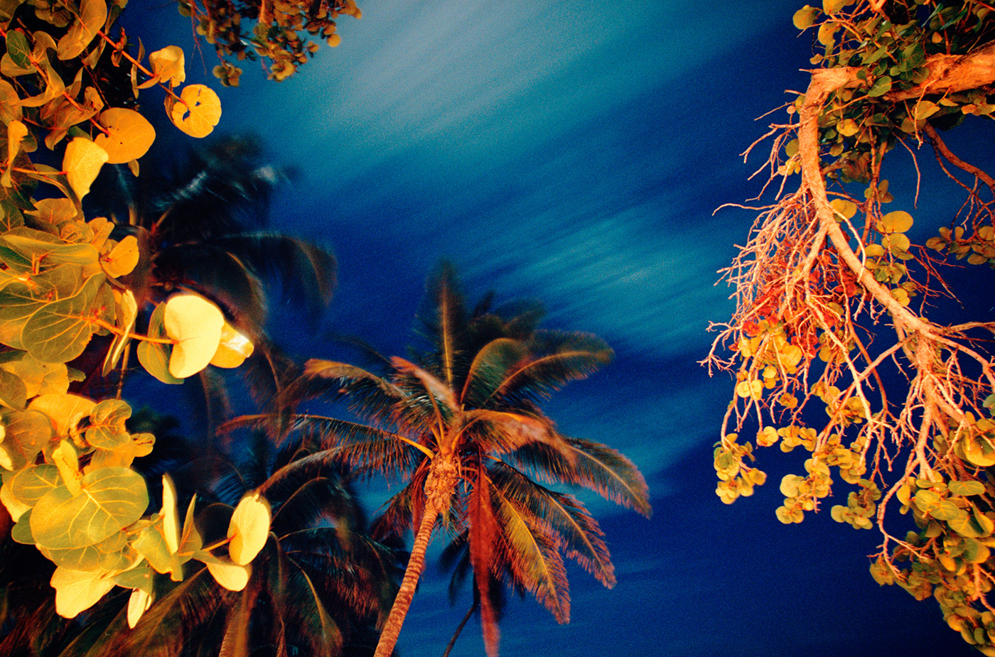 Sea Grapes, Sky and Palms, Cayman Brac, Cayman Islands