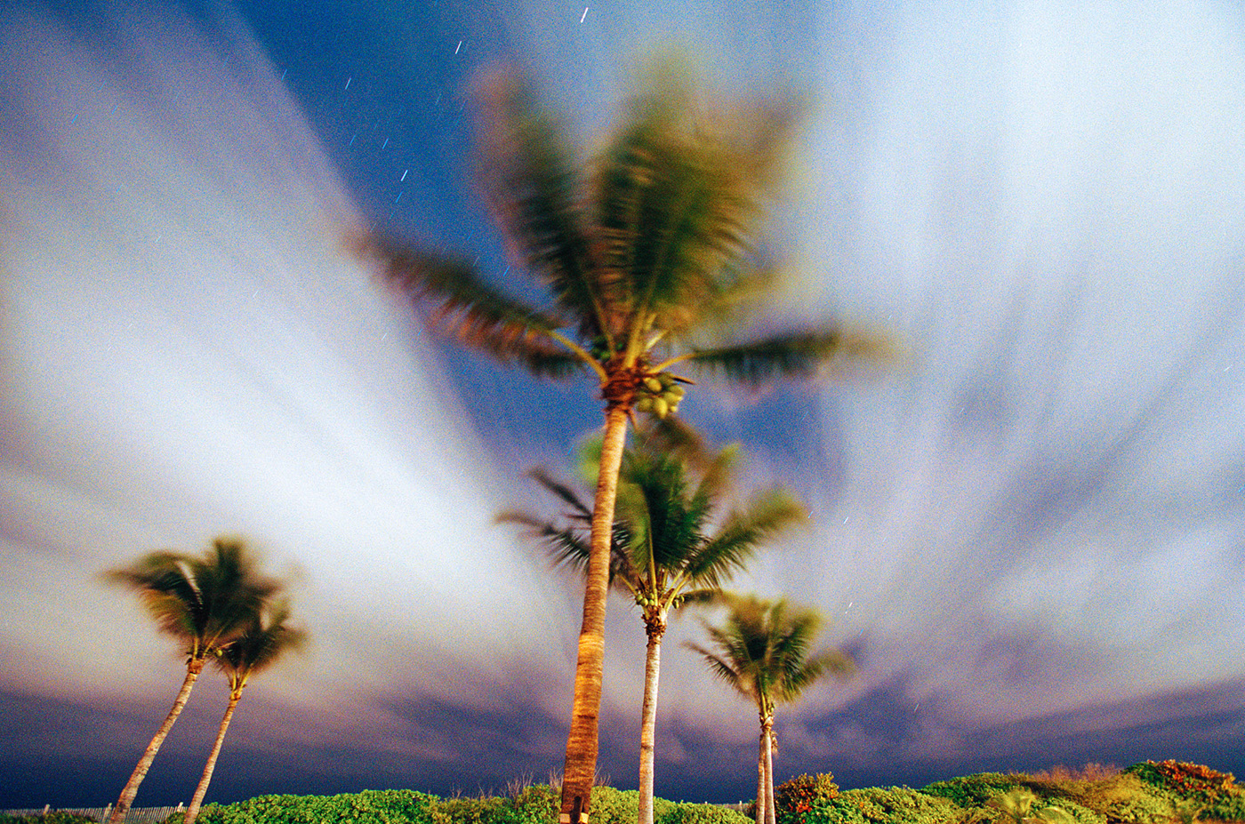 Palms and Sky, Miami, Florida