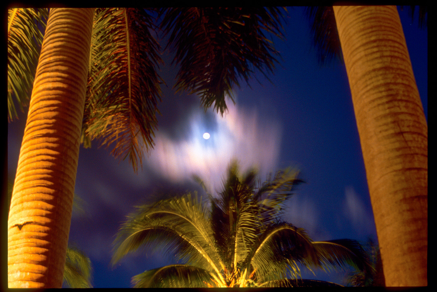 Palms, Moon and Sky, Grand Cayman, Cayman Islands