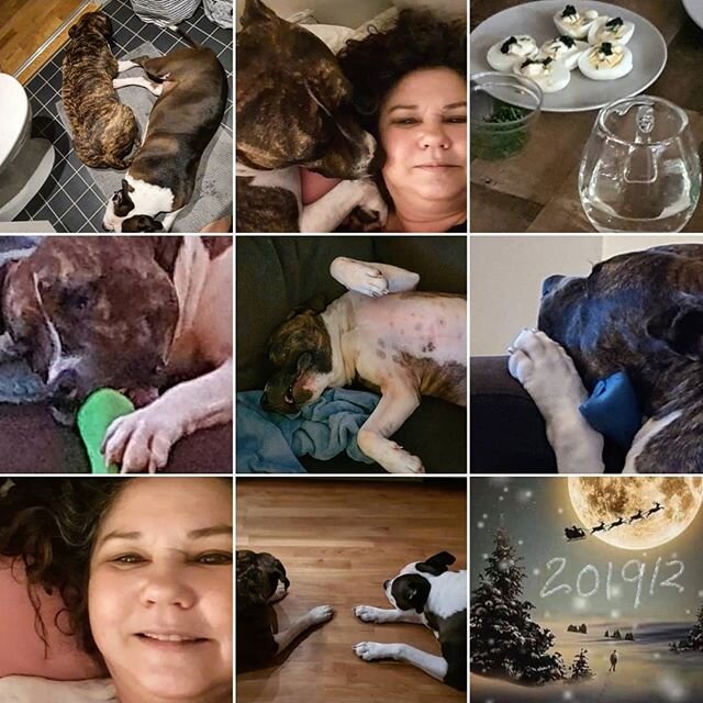 2019/12 vacation with the dogs. Best friends, Nova and Duke ❤❤❤ Happy dogs!
#amstaff #amstaffs