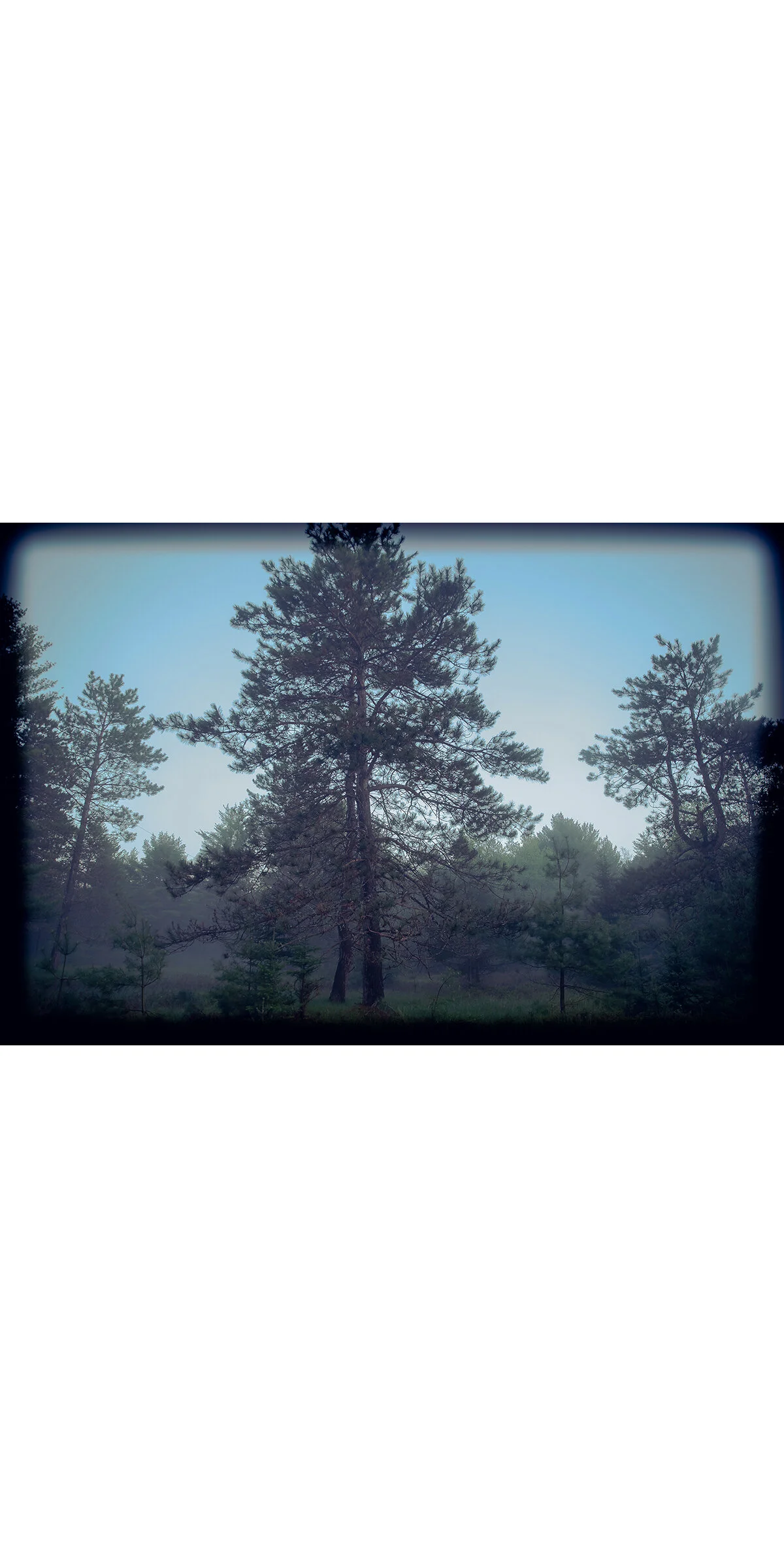 Fog Rolls Through the Forest MED thumb.jpg