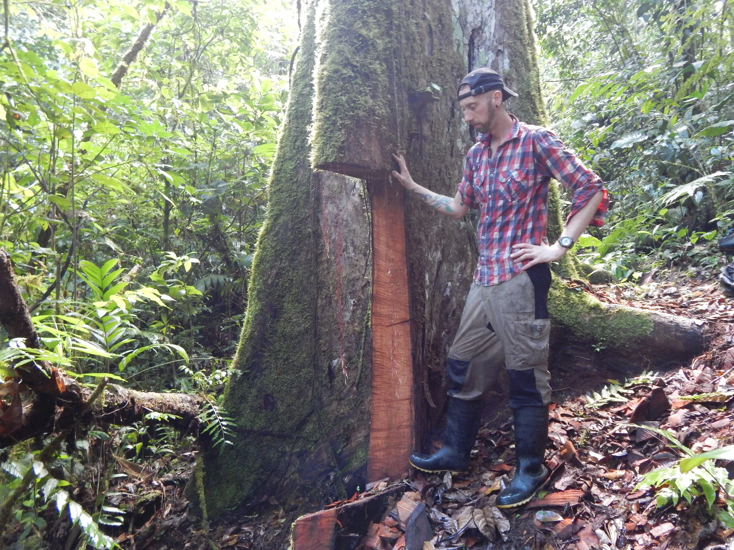 Andy comes across logging of a critically endangered hardwood species (mahogany) inside the reserve.