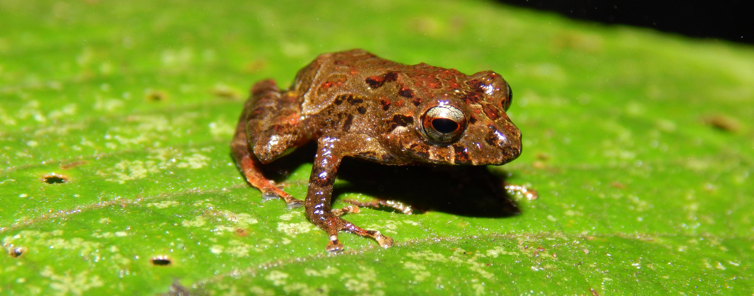 Pristimantis sp - potential new species of Rain Frog .jpg