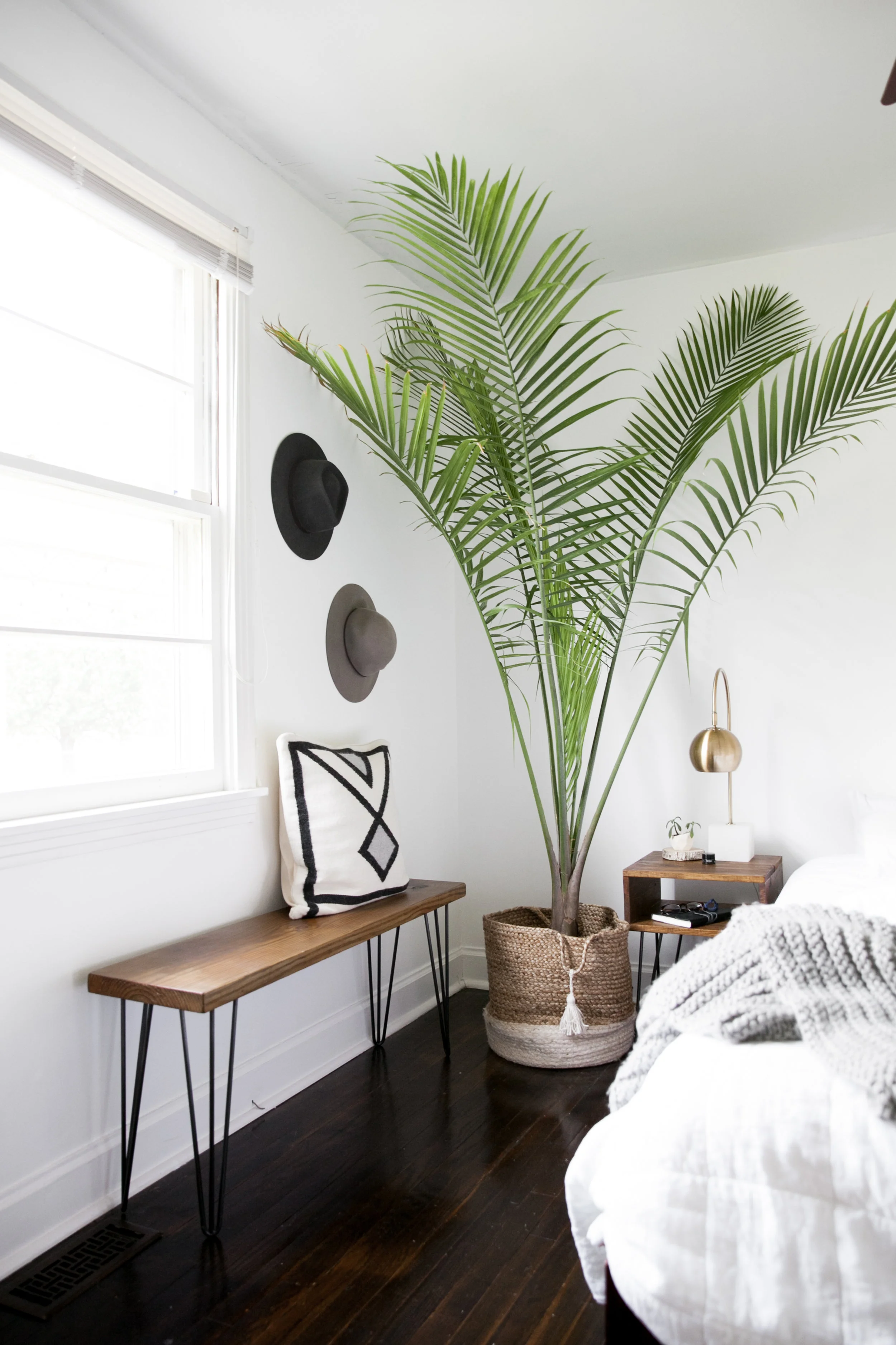 palm kamerplant