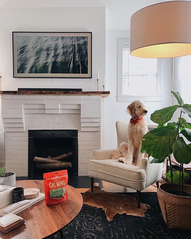 One of the sweetest side effects of staying home 🐾🐕 #ad We are loving the time together but Frankie definitely misses her friends. She gets so excited when other pups walk by, so we've been grateful to have a stash of these @stellaandchewys Calming