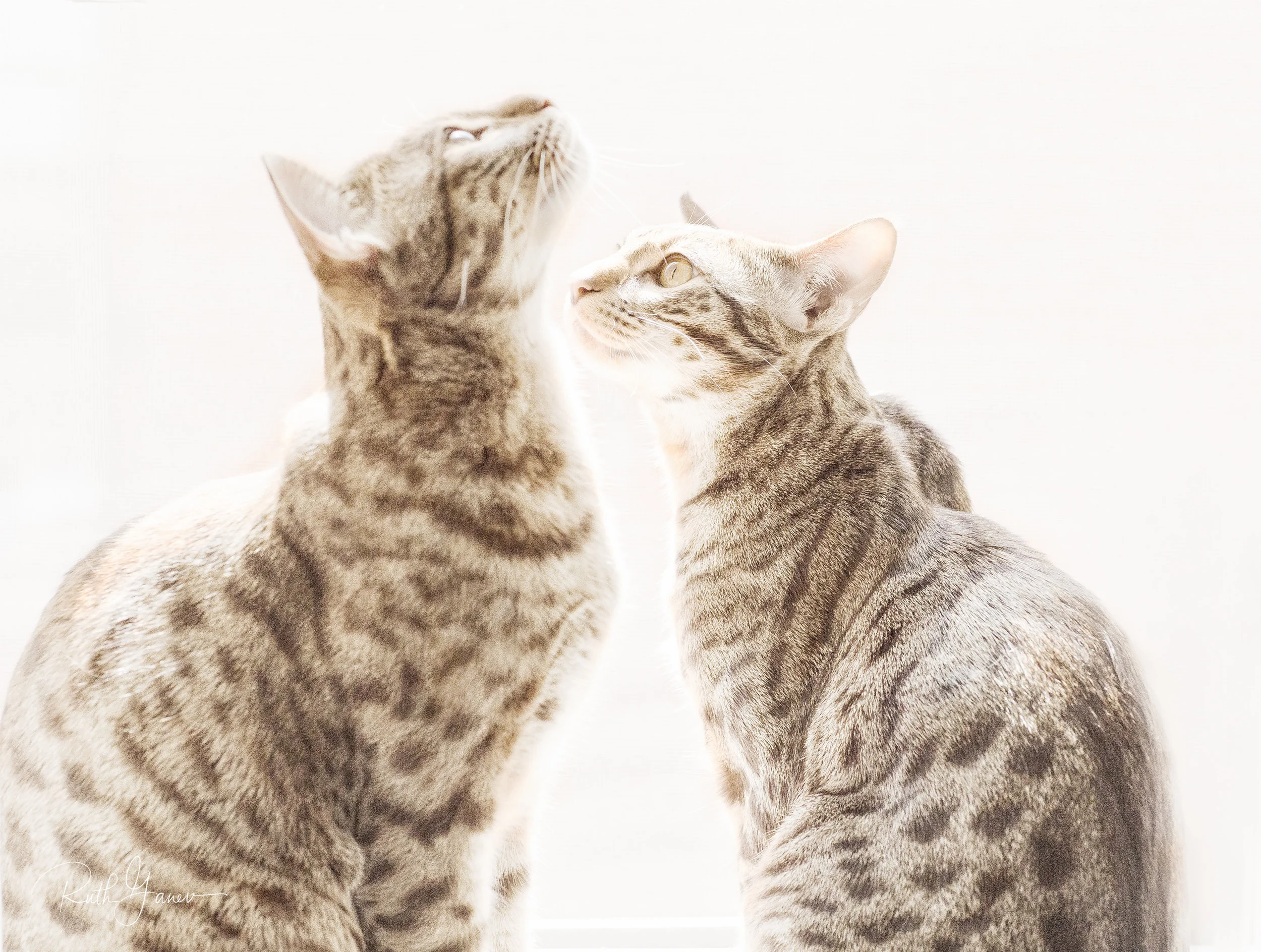 Two Ocicats