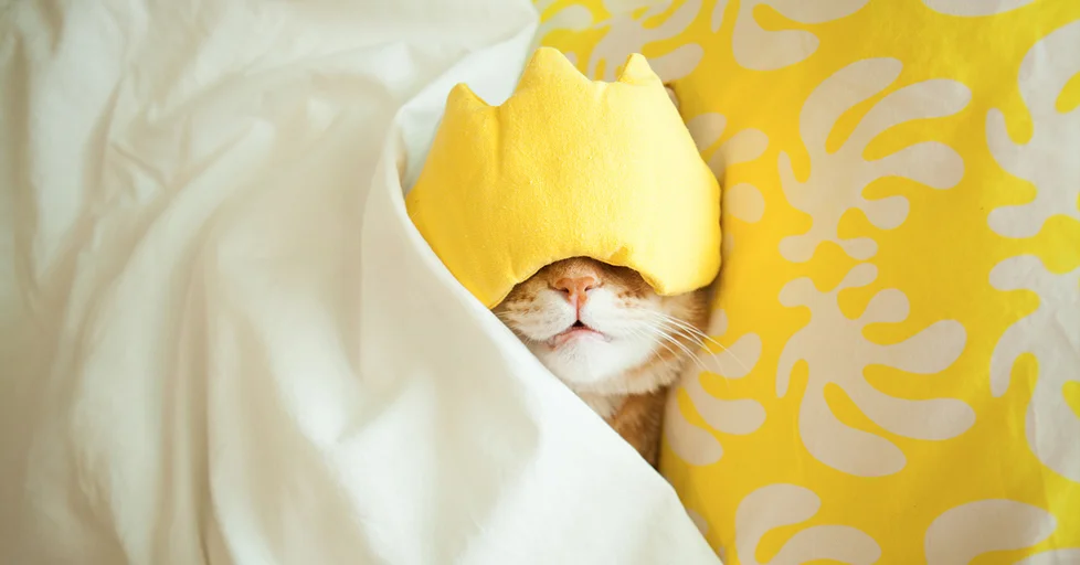 YELLOW_TW2.jpg