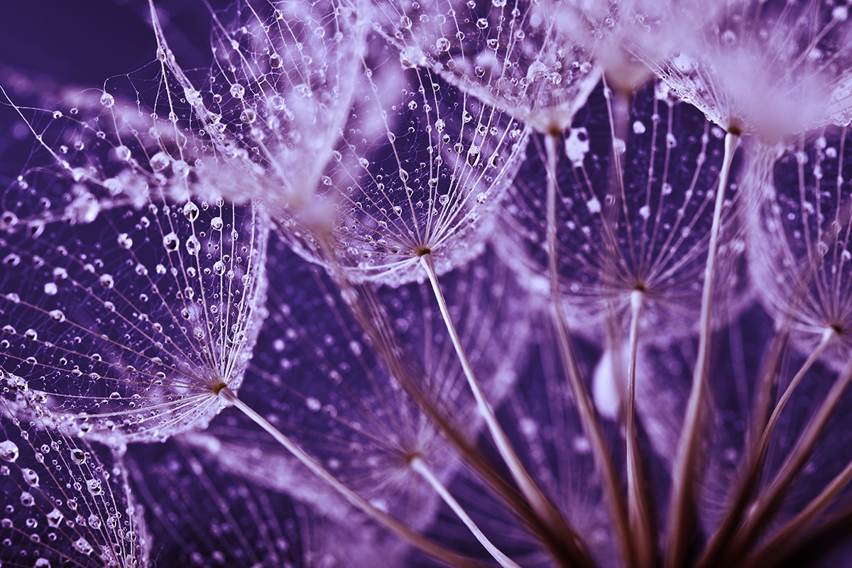 PURPLE_iStock-166044381.jpg
