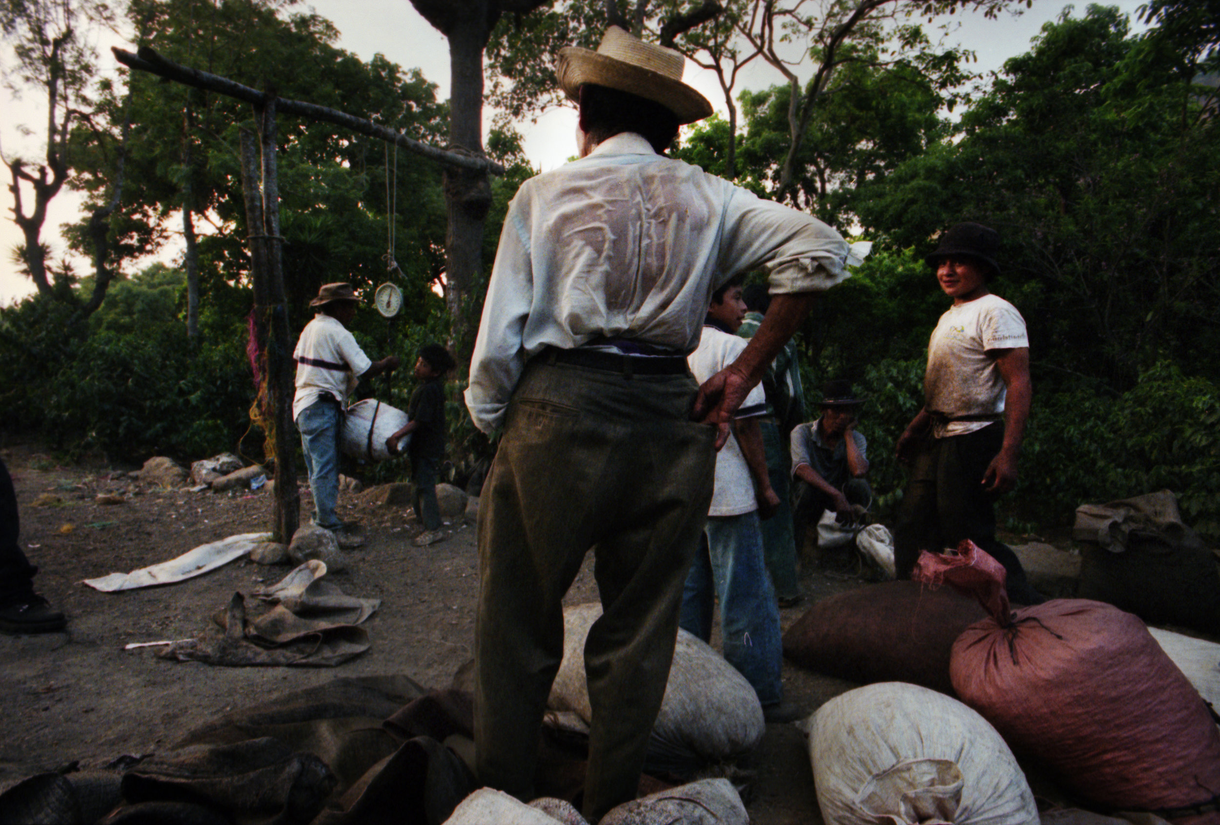 Coffee pickers in Guatemala