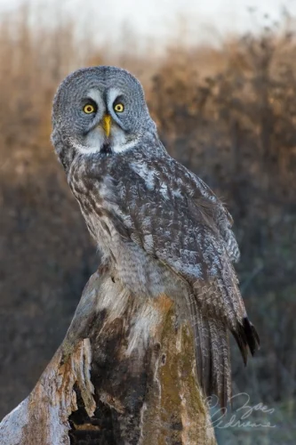 AZoe_GreatGreyOwl.jpg