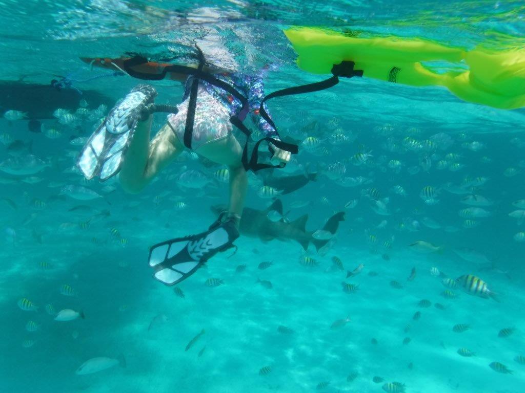  Nurse sharks! 