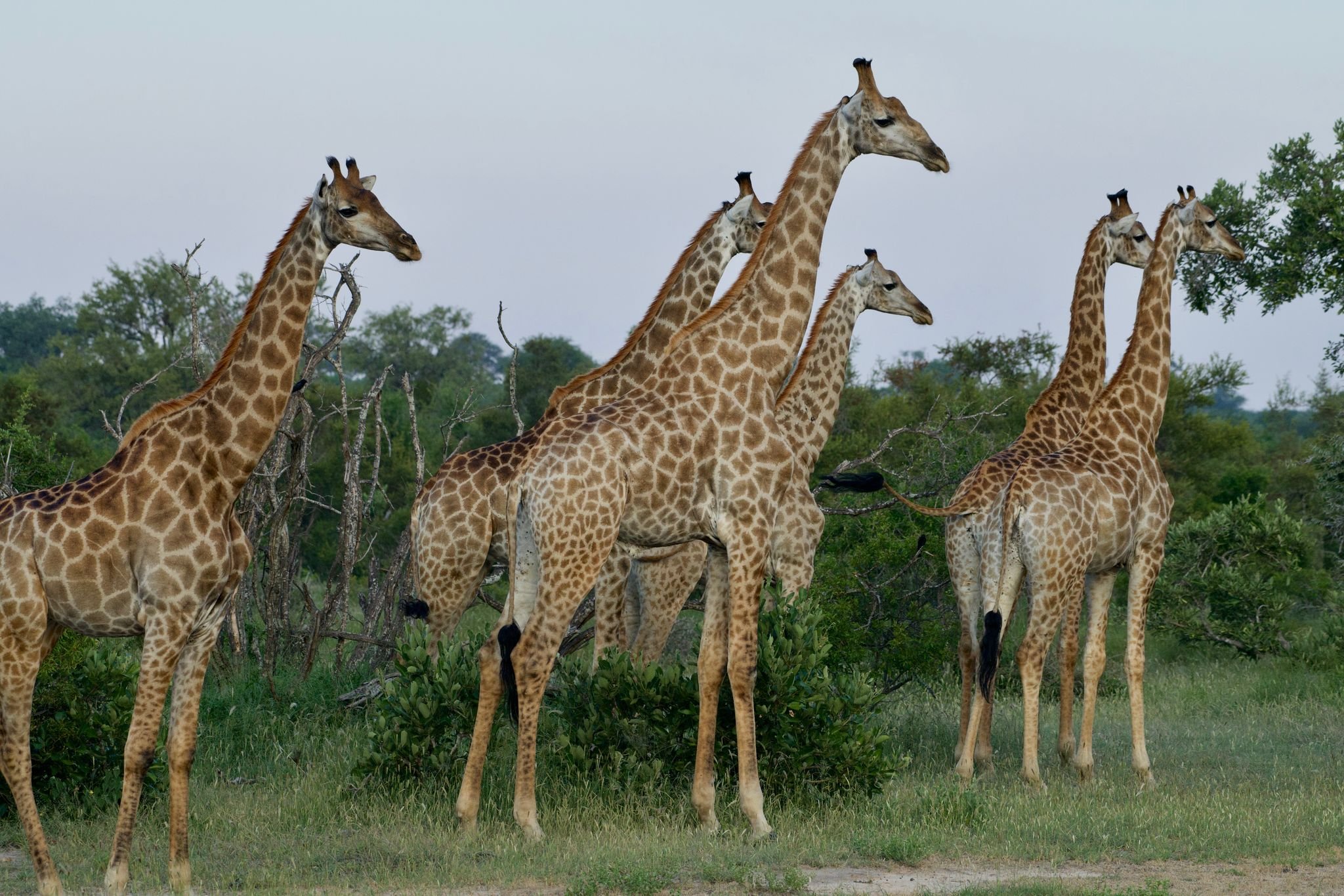 Giraffe1.jpeg