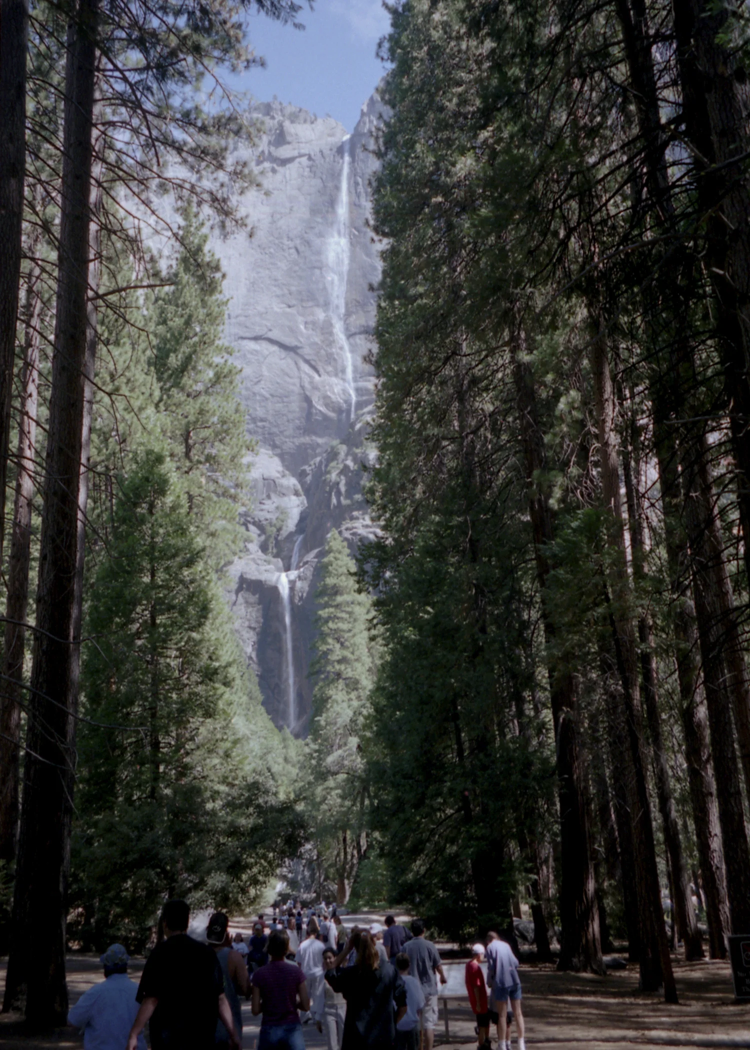 Looking at the Trees.jpg