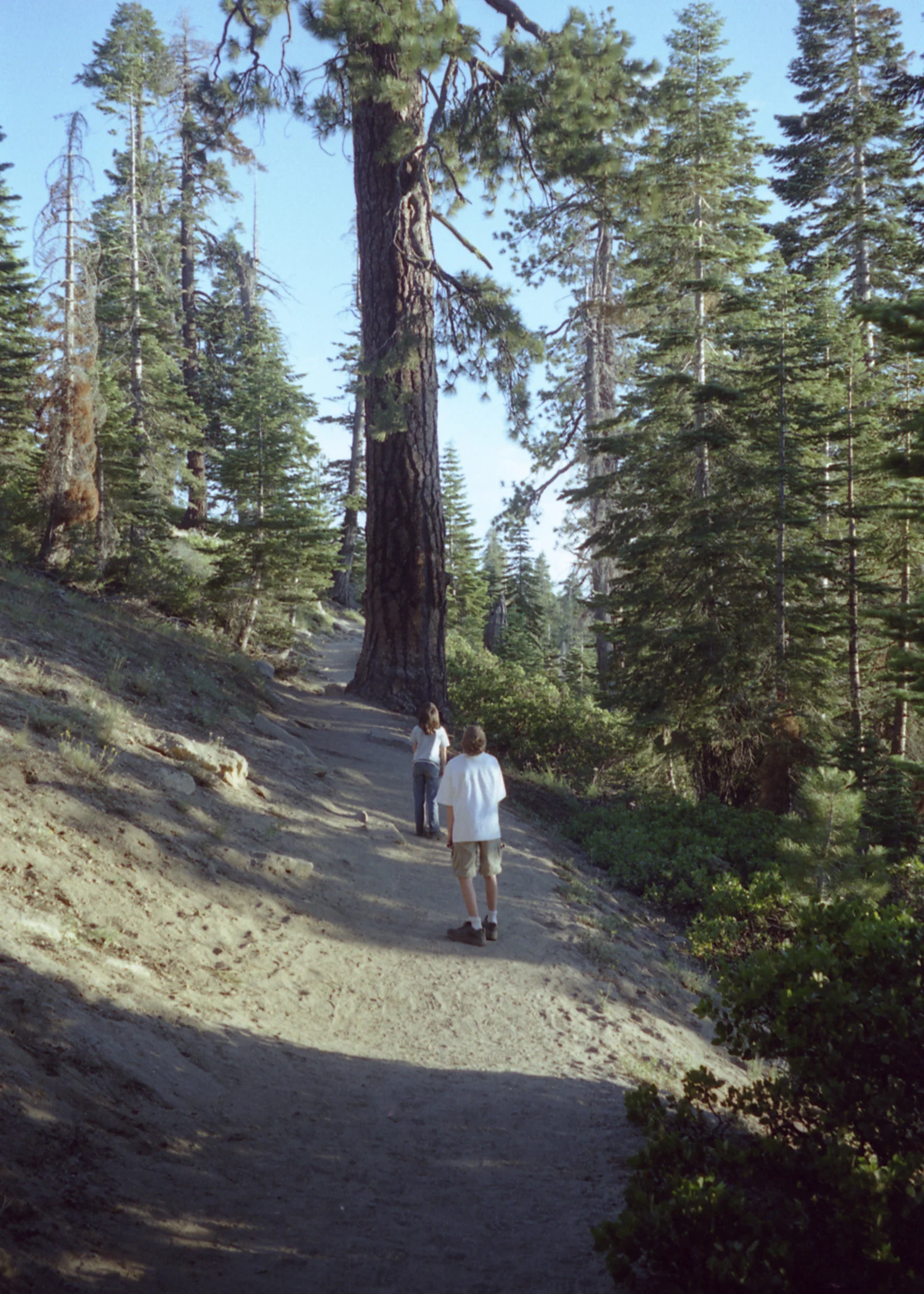 Looking at Trees.jpg