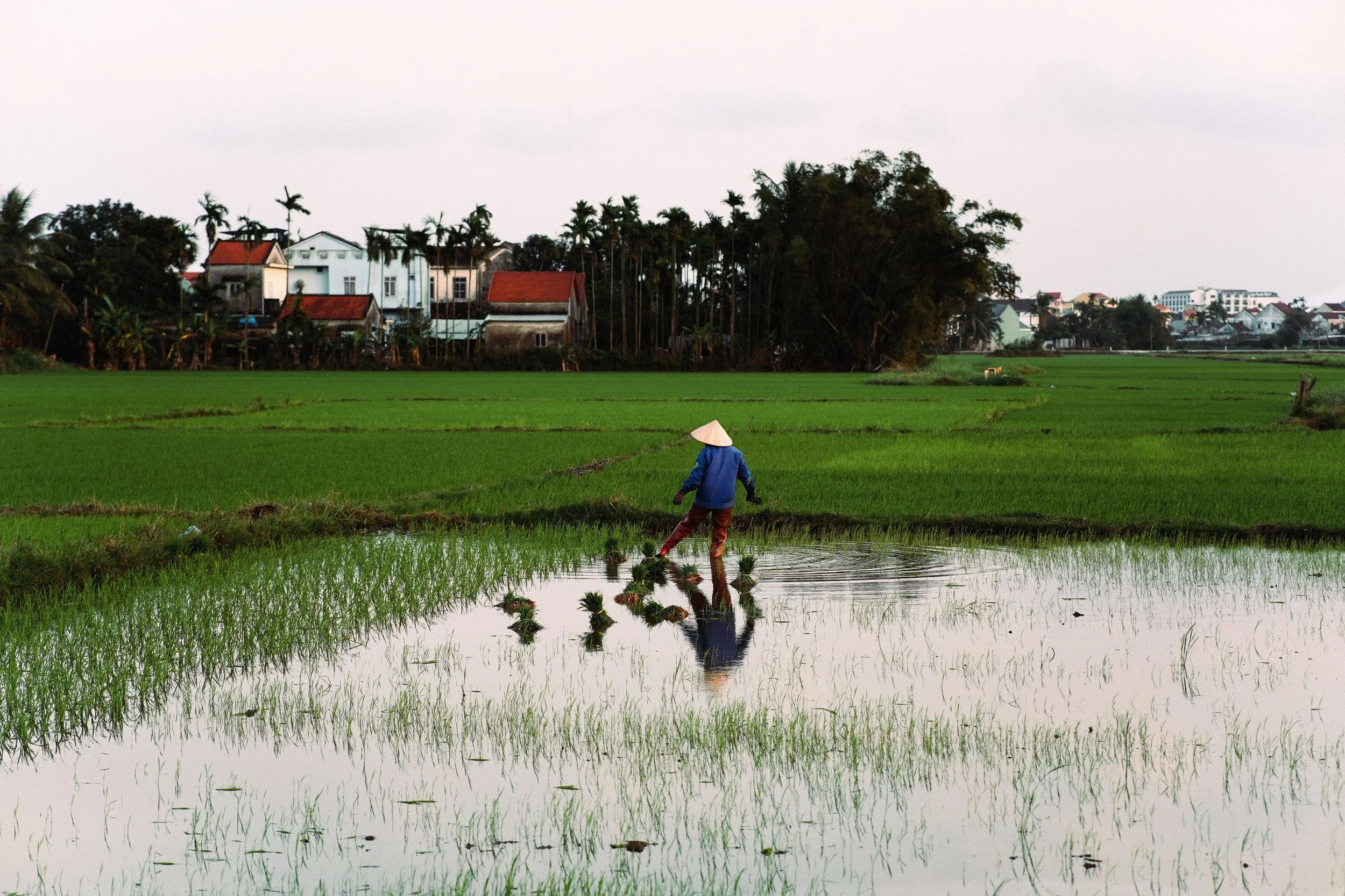 Rice Paddy V1.jpg