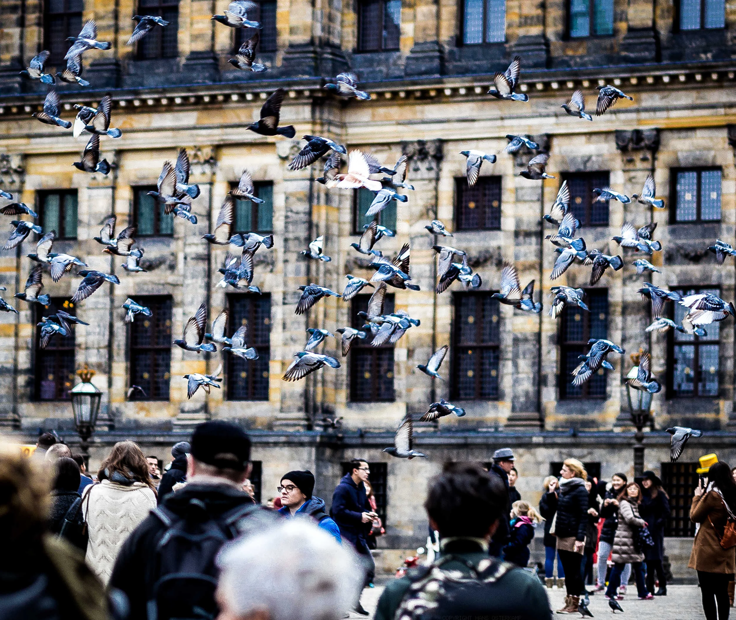 Flocks of Amsterdam