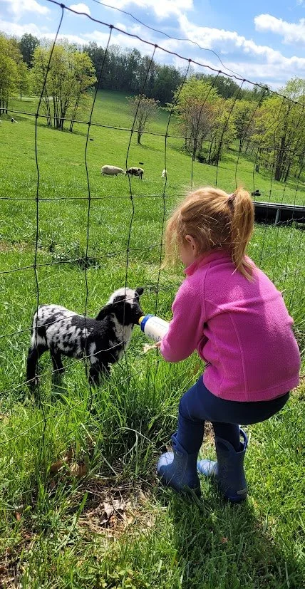 Feeding lamb.jpg
