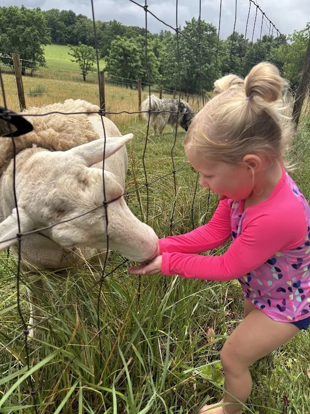 Feeding sheep.JPG