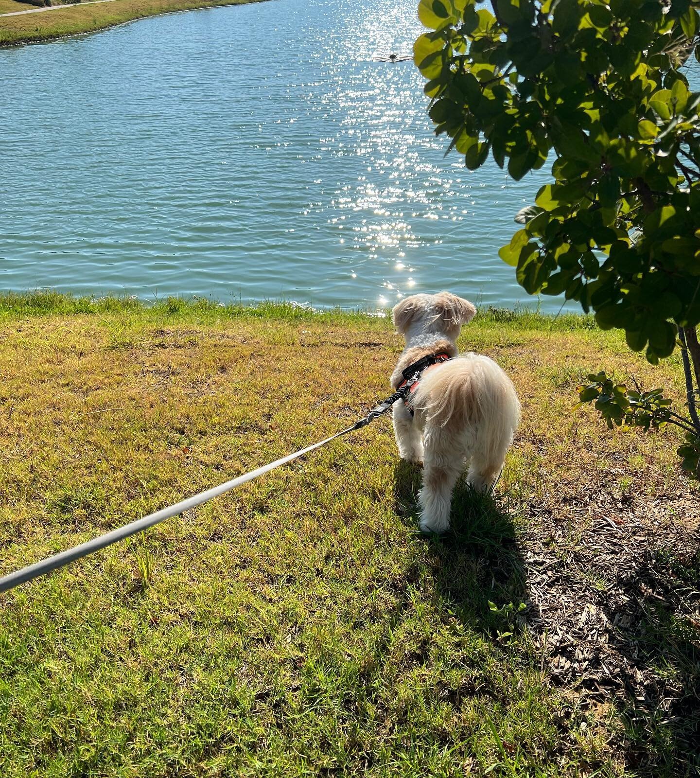 Morning walk with Spencer the Beast.  He was turtle hunting in the pond, so exciting!! @spencer_the__beast #rescuedog