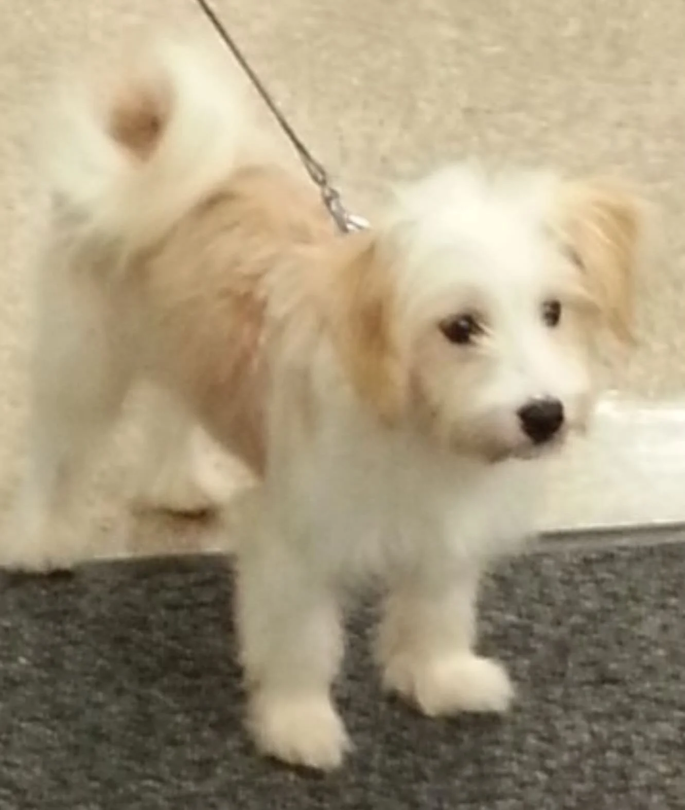 Oct 12, 2013 we drove three hours to meet a rescue dog I saw on PetFinder.com.  This spunky little fur ball melted our hearts and we drove back basking in the joy of being first time dog parents. This photo was taken a few minutes later at Petco wher