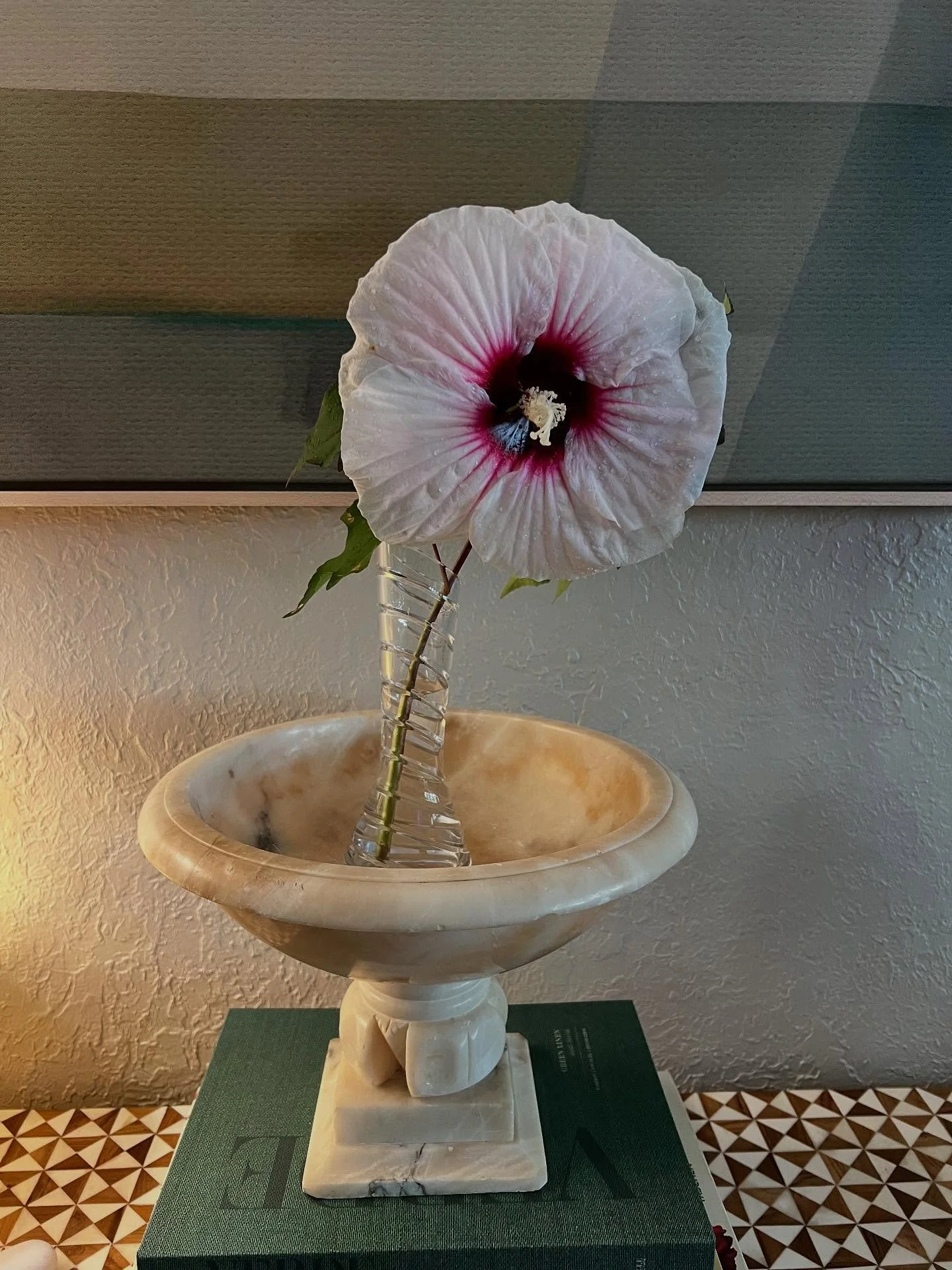 Our wonderful neighbors moved - we are super sad - but they were kind enough to gift me two of their gorgeous potted Angel Eyes hibiscus plants which I&rsquo;ve loved for years!  This big beautiful guy broke off in the move.  #greenthumb #ilovemyplan