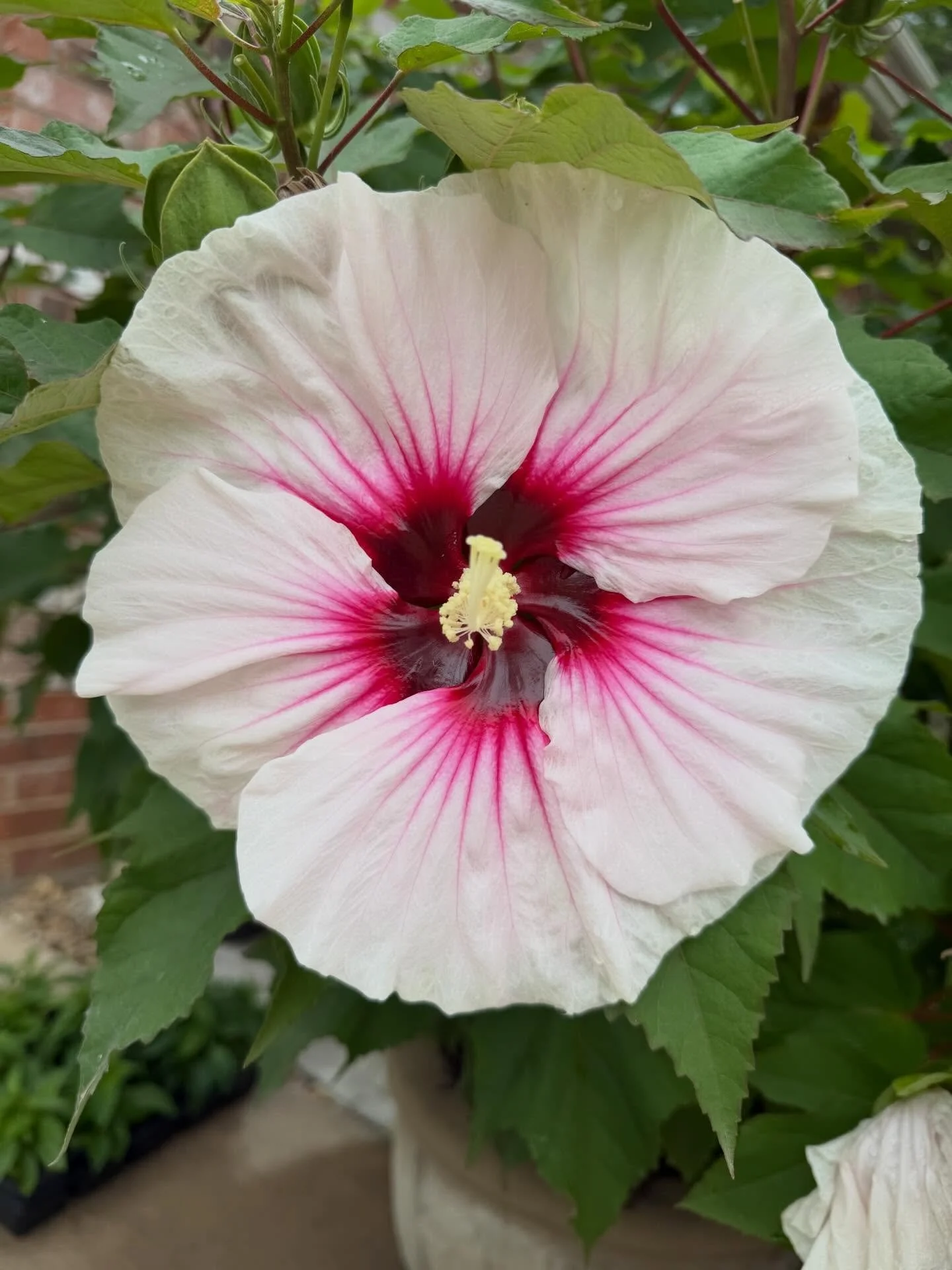 This may be turning into a gardening page!  These knock me out daily.  #greenthumbwannabe