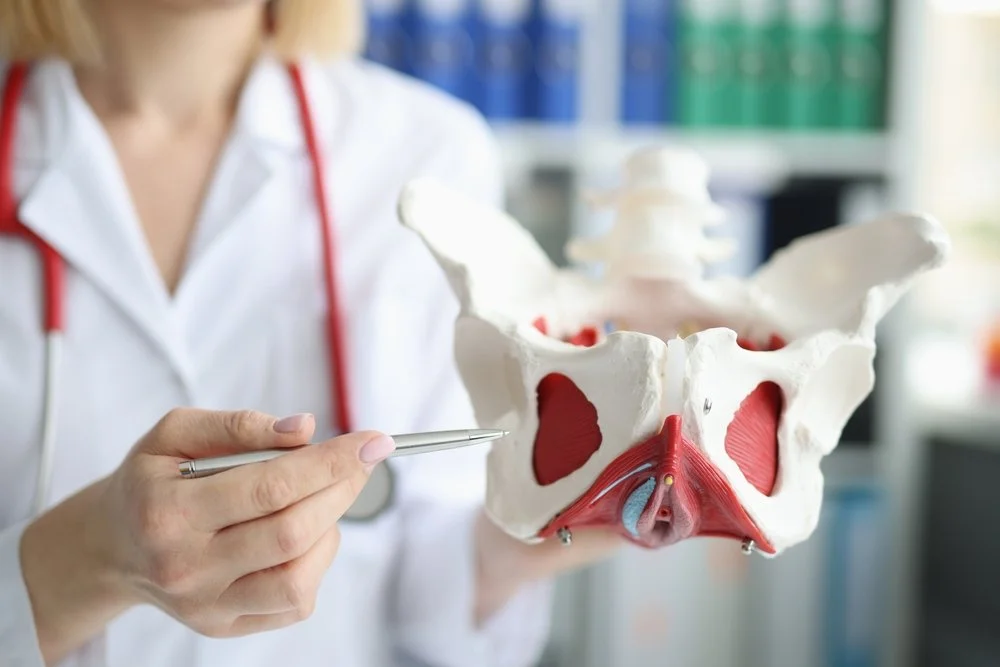 doctor showing pelvic floor muscles. pelvic floor  physical therapy.