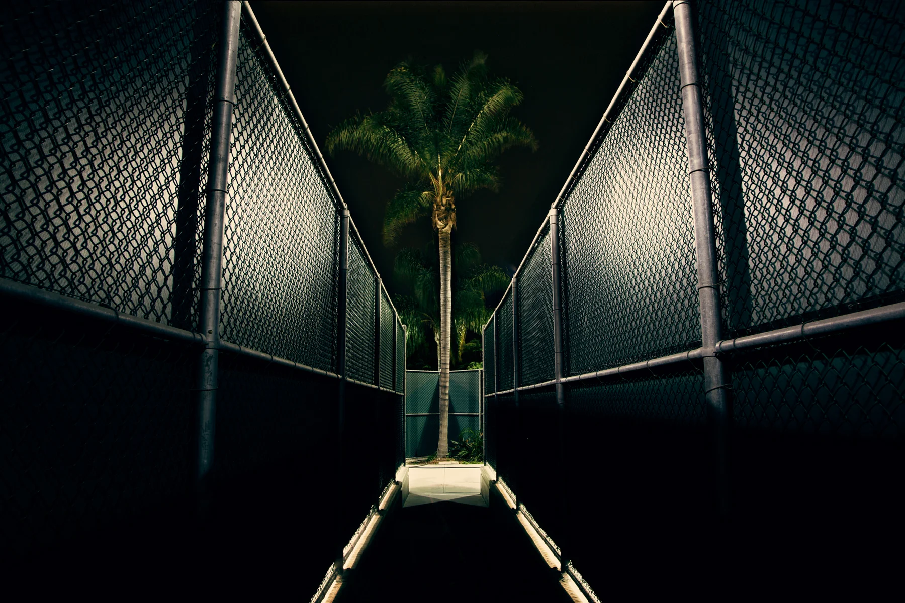 jpa-palm-tree-tennis-court.jpg