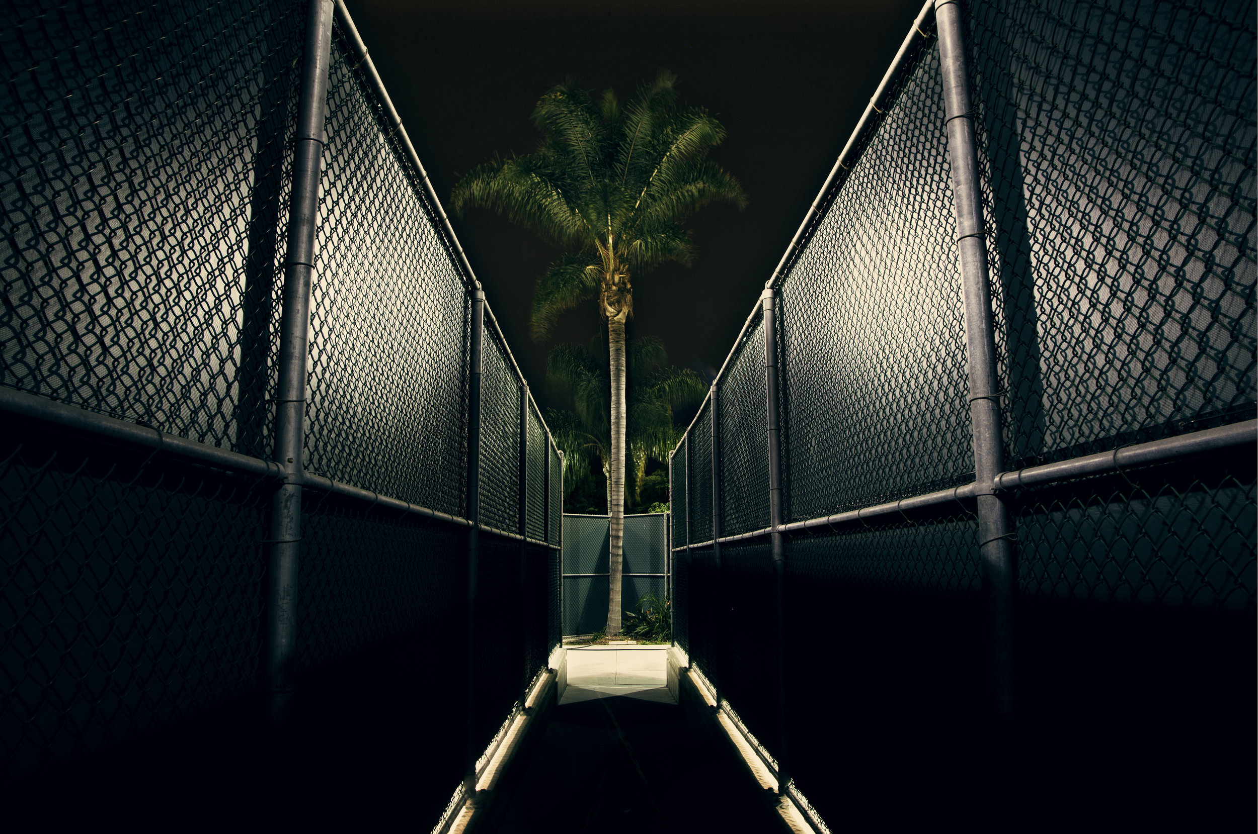 tennis palm.jpg