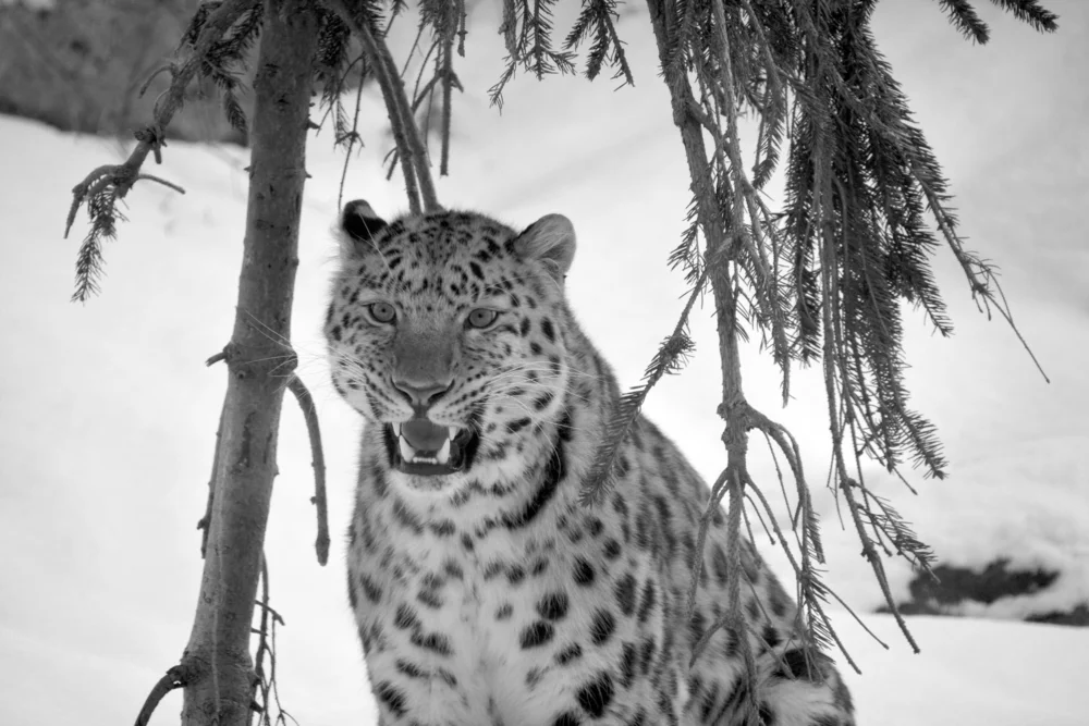 A snow leopard. Photo: meunierd/shutterstock