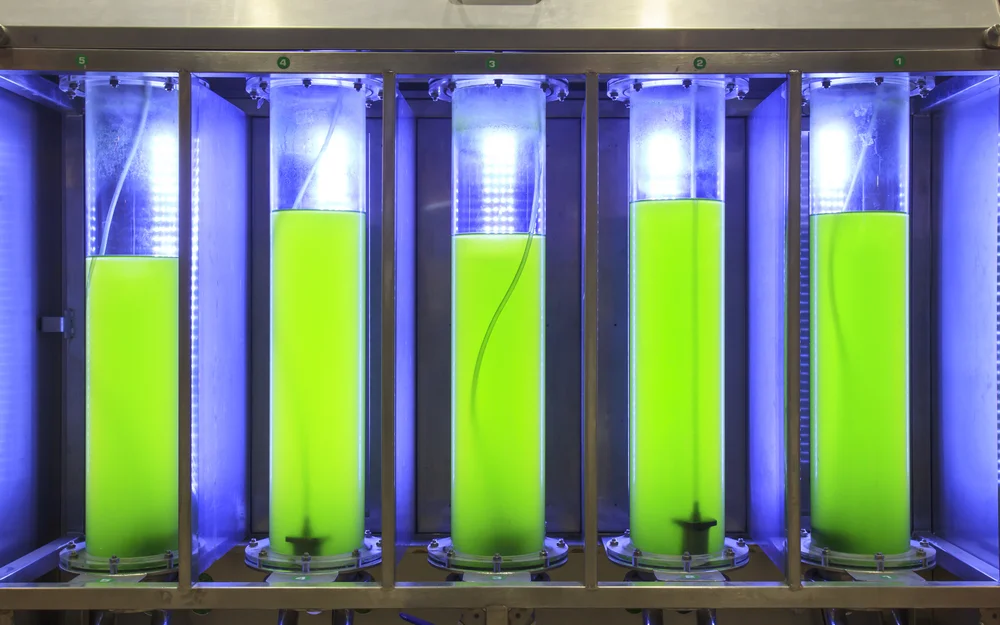 Algae biofuel research. photo: Toa55/shutterstock