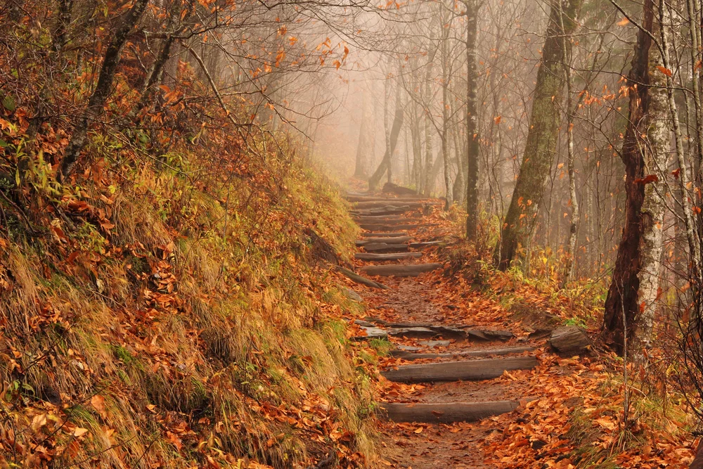 Photo: William Silver/shutterstock