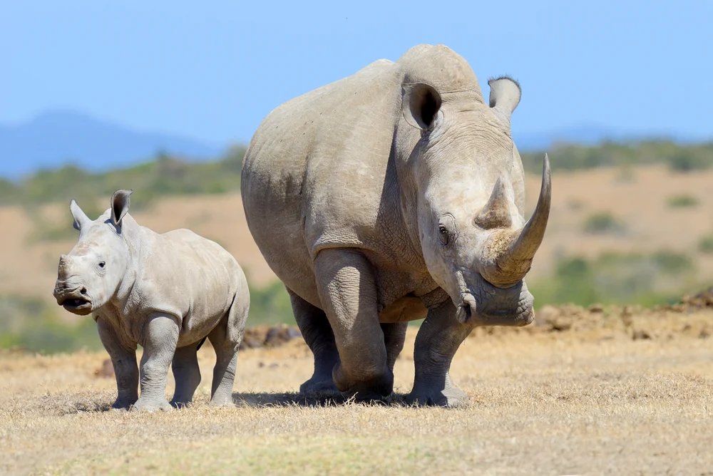 Wildlife conservation is among the sheths' causes. PHoto: Volodymyr Burdiak/shutterstock