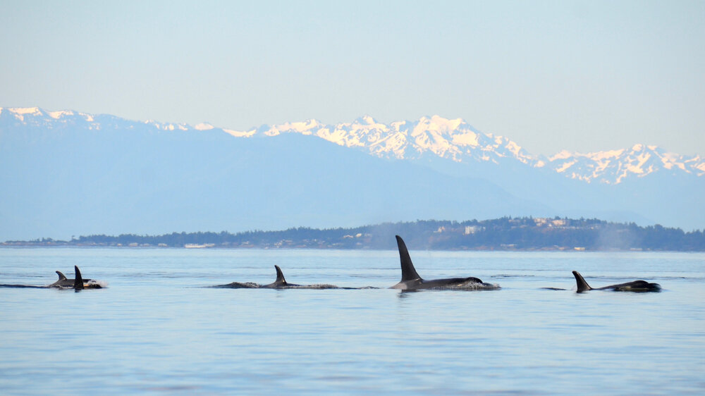 A pod of wild orcas travels north in the waters of the Salish Sea. Photo: Monika Wieland Shields/shutterstock