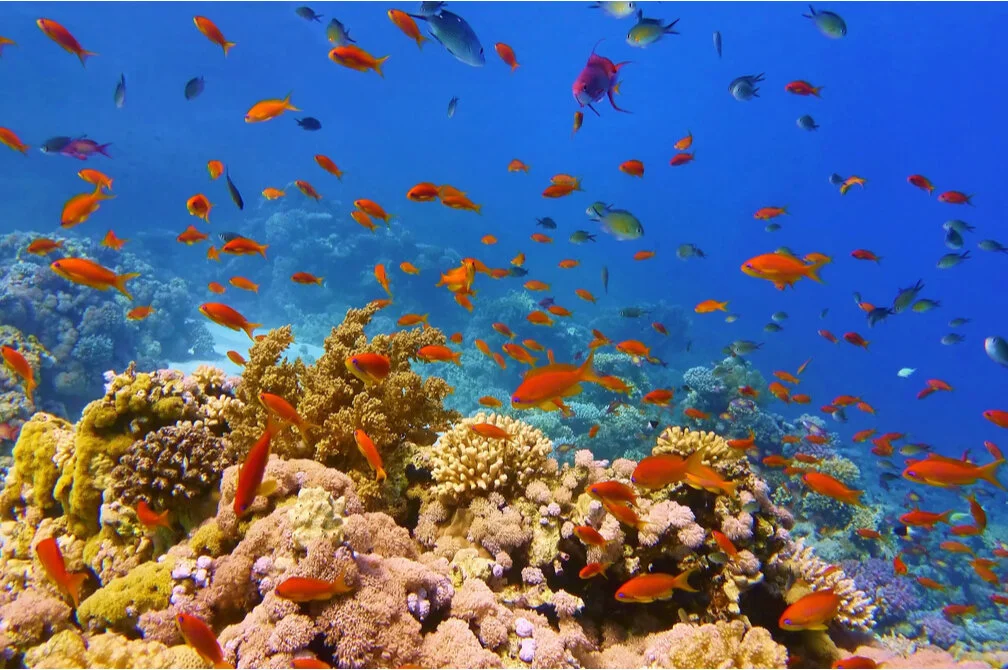 Can the Private Sector Save Coral Reefs and Turn a Profit? A New Global Fund Hopes So