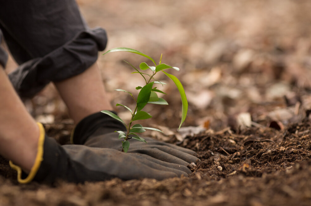 Tree Planting Was Hot This Year—and Hotly Debated. Who’s Funding it, and Does it Make Sense?