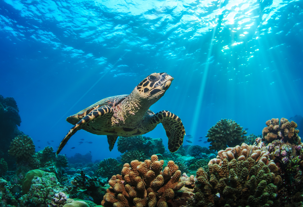 IP Briefing: What's Going on with Philanthropy for Oceans and Freshwater?