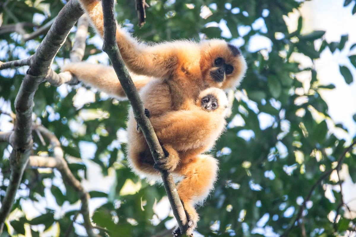 The Arcus Foundation's Dual Mission: Protecting LGBTQ People and Humans' Nearest Relations