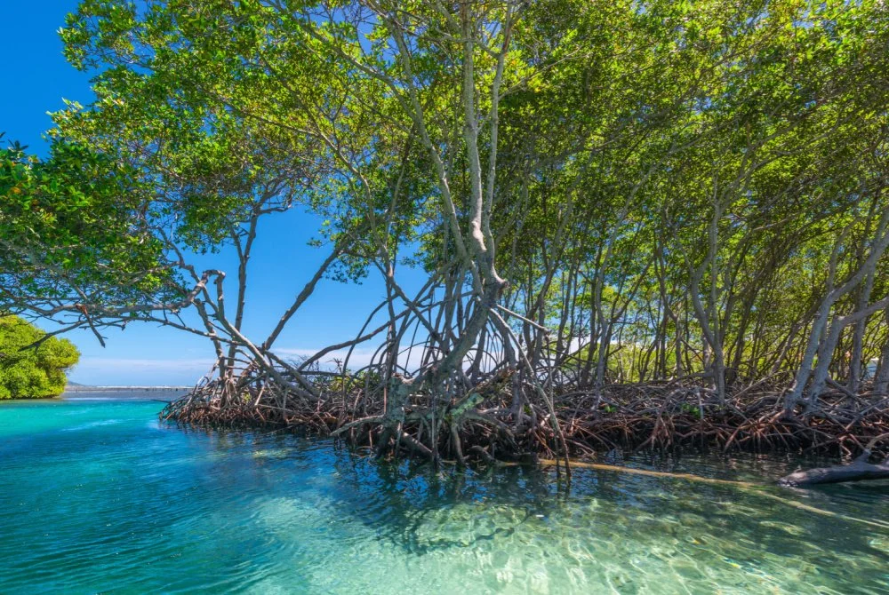 AI for the Planet: How One of the World's Biggest Tech Firms Is Backing AI-Powered Climate Science