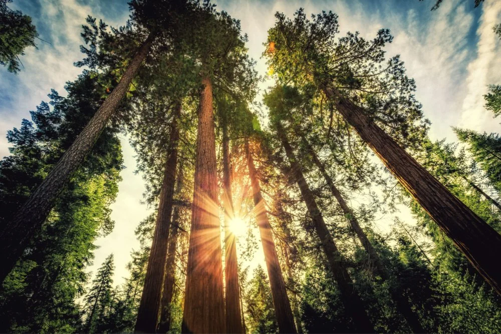 With $267 Million in Grants Planned for 2024, Sequoia Joins the Ranks of Top Climate Funders