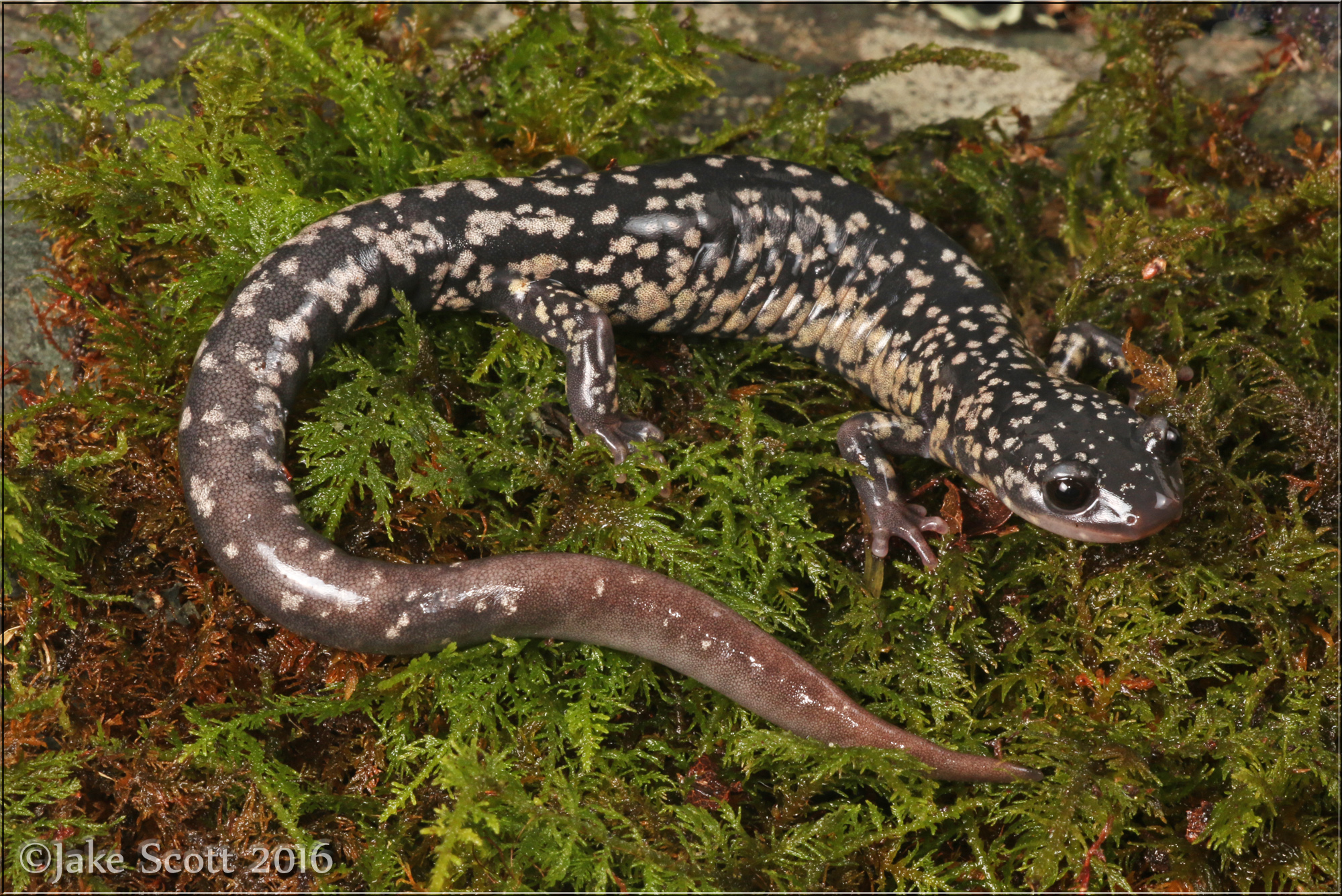 White-spotted Slimy Salamander (Plethodon cylindraceus)