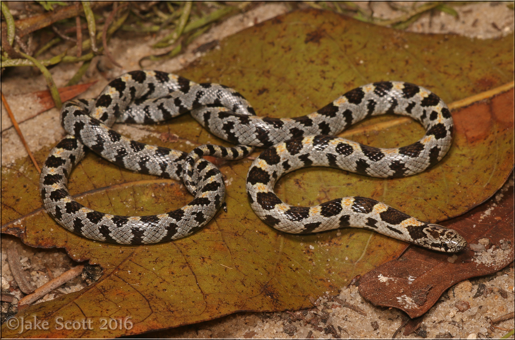 Short-tailed Snake (Lampropeltis extenuata)