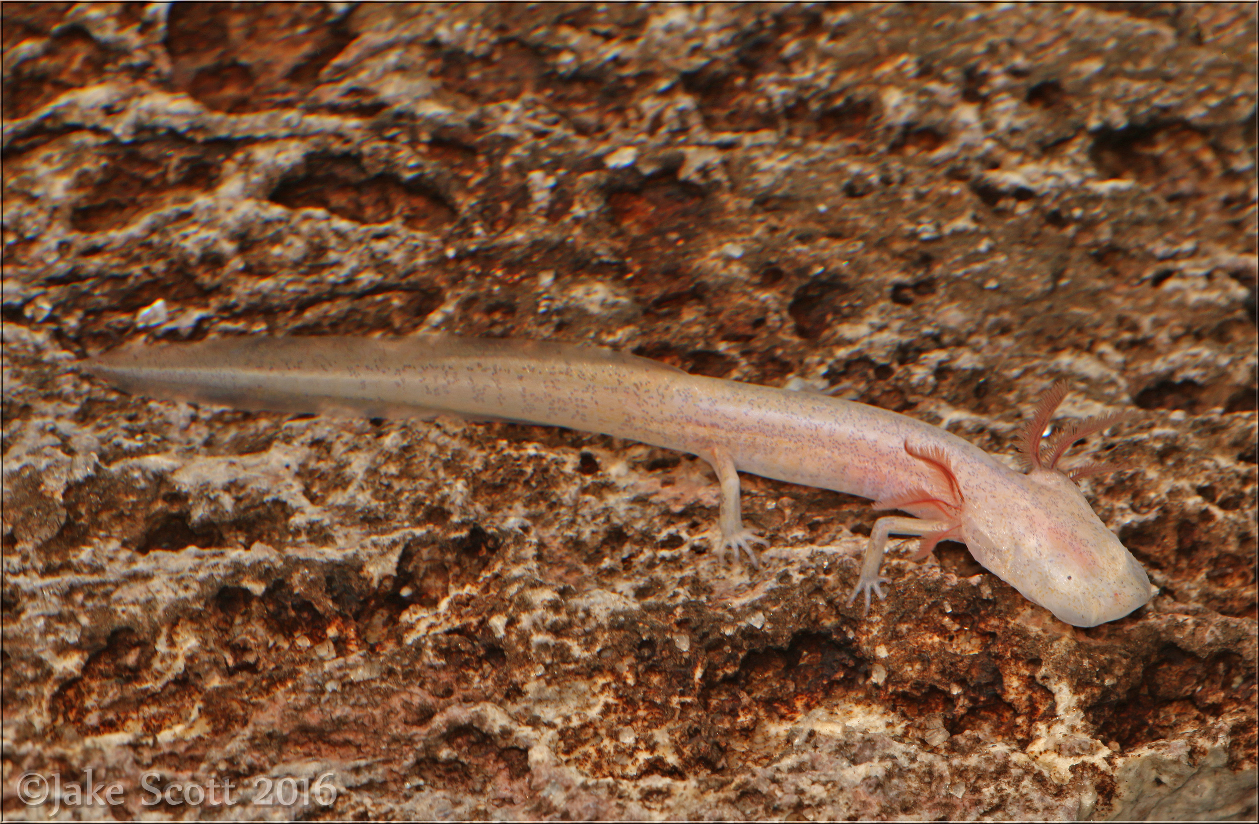 Georgia Blind Salamander (Eurycea [Haideotriton] wallacei)