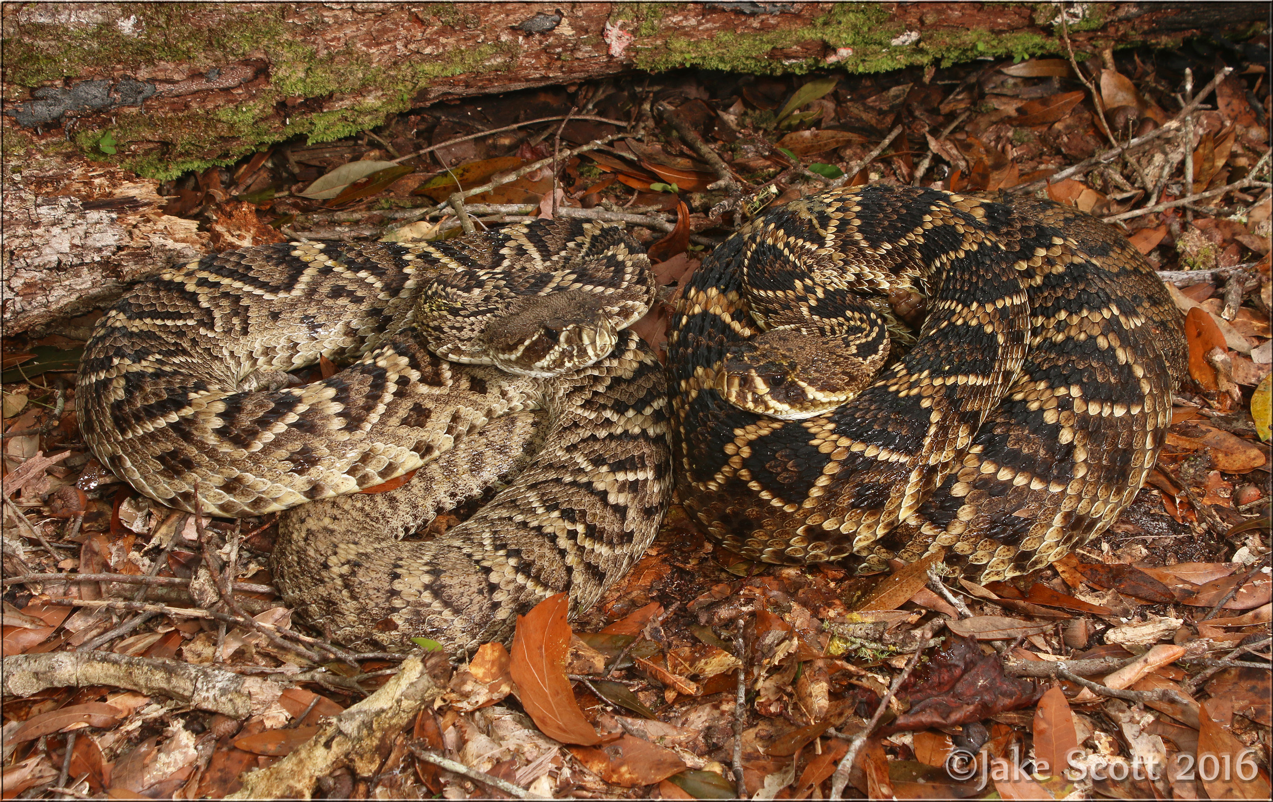 Eastern Diamondback Rattlesnakes (Crotalus adamanteus)