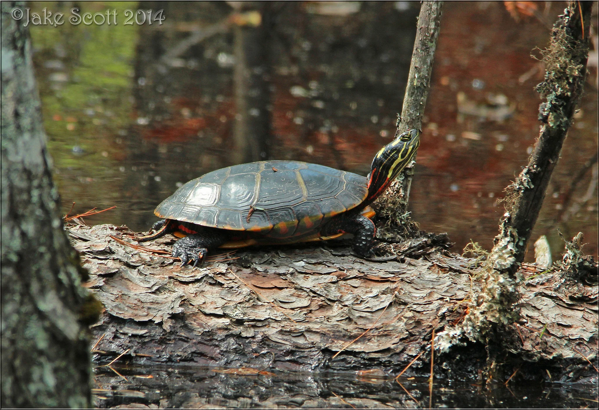 Eastern Painted Turtle (Chrysemys picta picta) sunning in a roadside ditch
