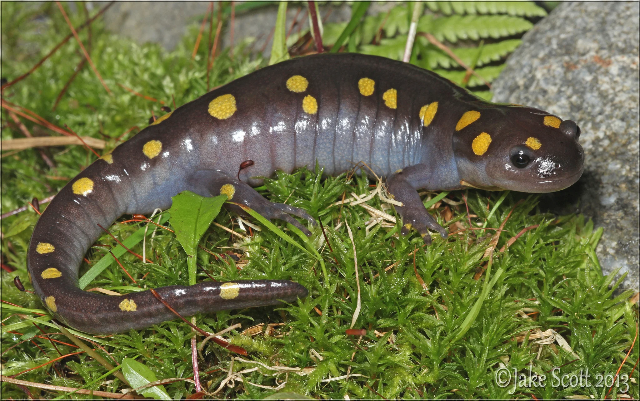 Spotted Salamander (Ambystoma maculatum). One of several flipped under a wood pile on my dad's property.