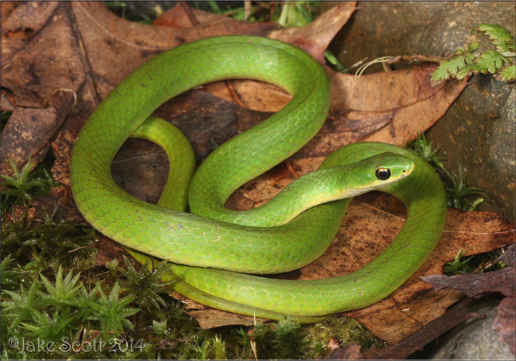 Smooth Green Snake (Opheodrys vernalis). Once common, this snake has become quite the challenge for me in recent years.